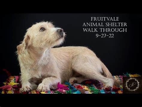 animal shelter fruitvale bakersfield ca